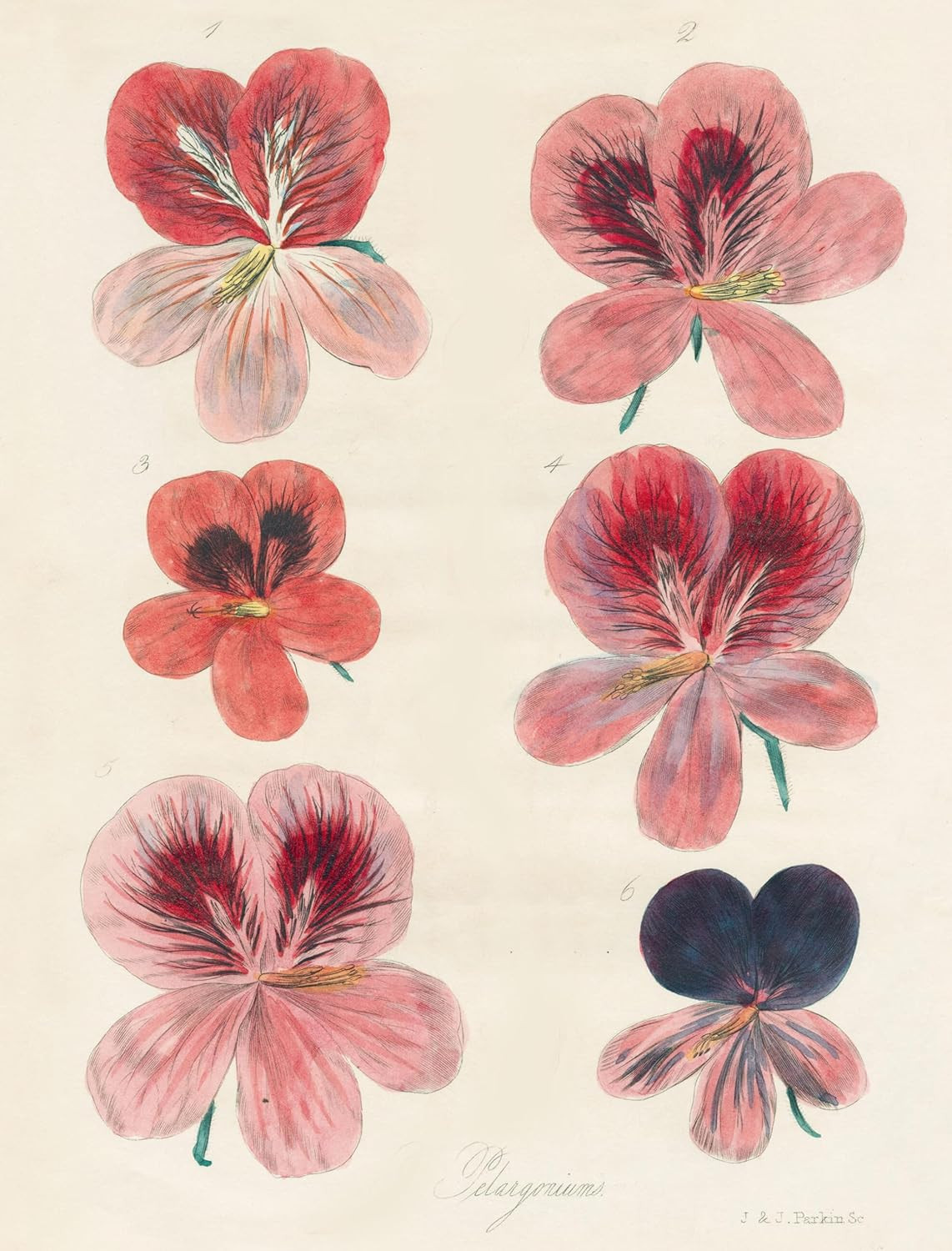 John Derian Wrapping Paper Book