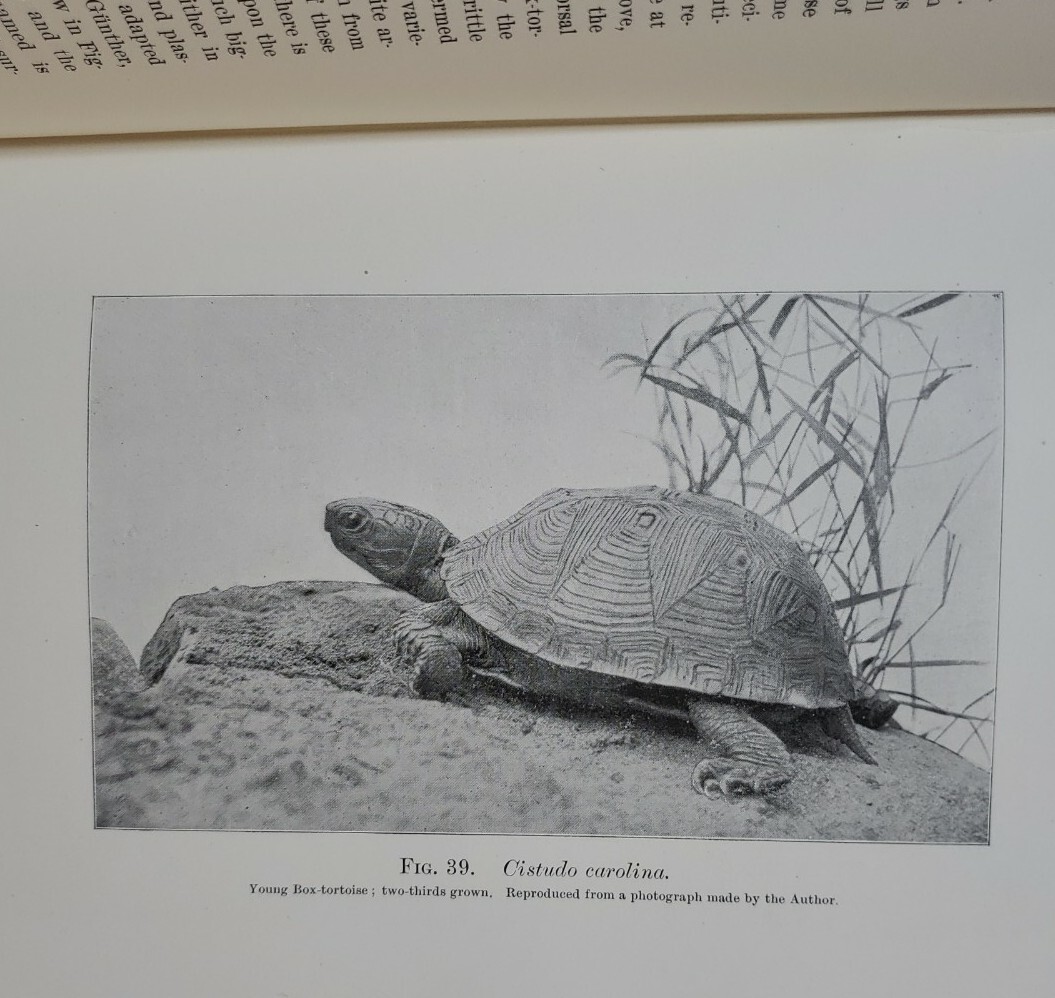 Chapters On The Natural History Of The United States 1897 R.H. Shufeldt Signed