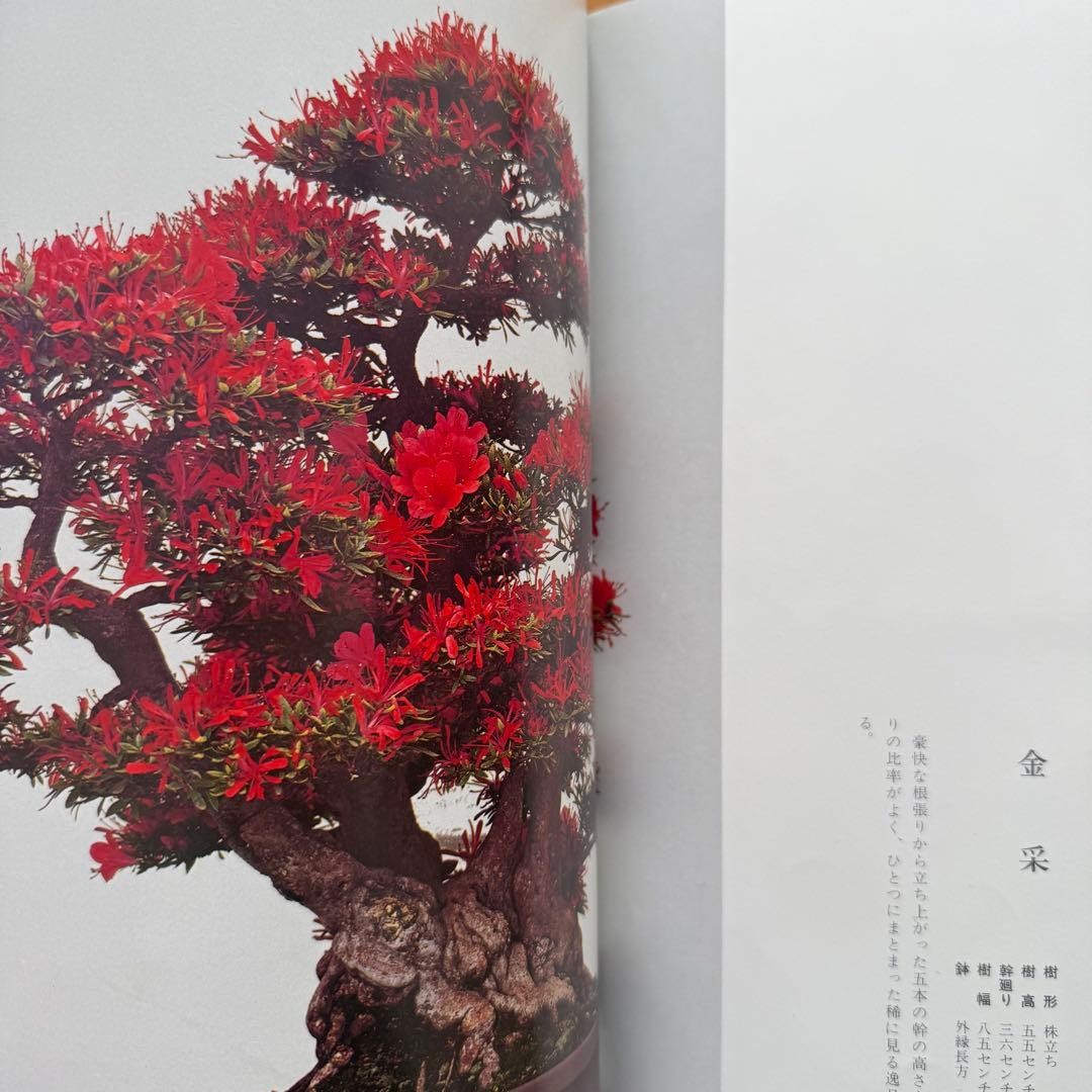 Satsuki Bonsai Photo Book Japan Satsuki Culture Promotion Hardcover 312pg Used