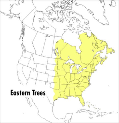 A Field Guide to Eastern Trees: Eastern United States and Canada, I – ACCEPTABLE