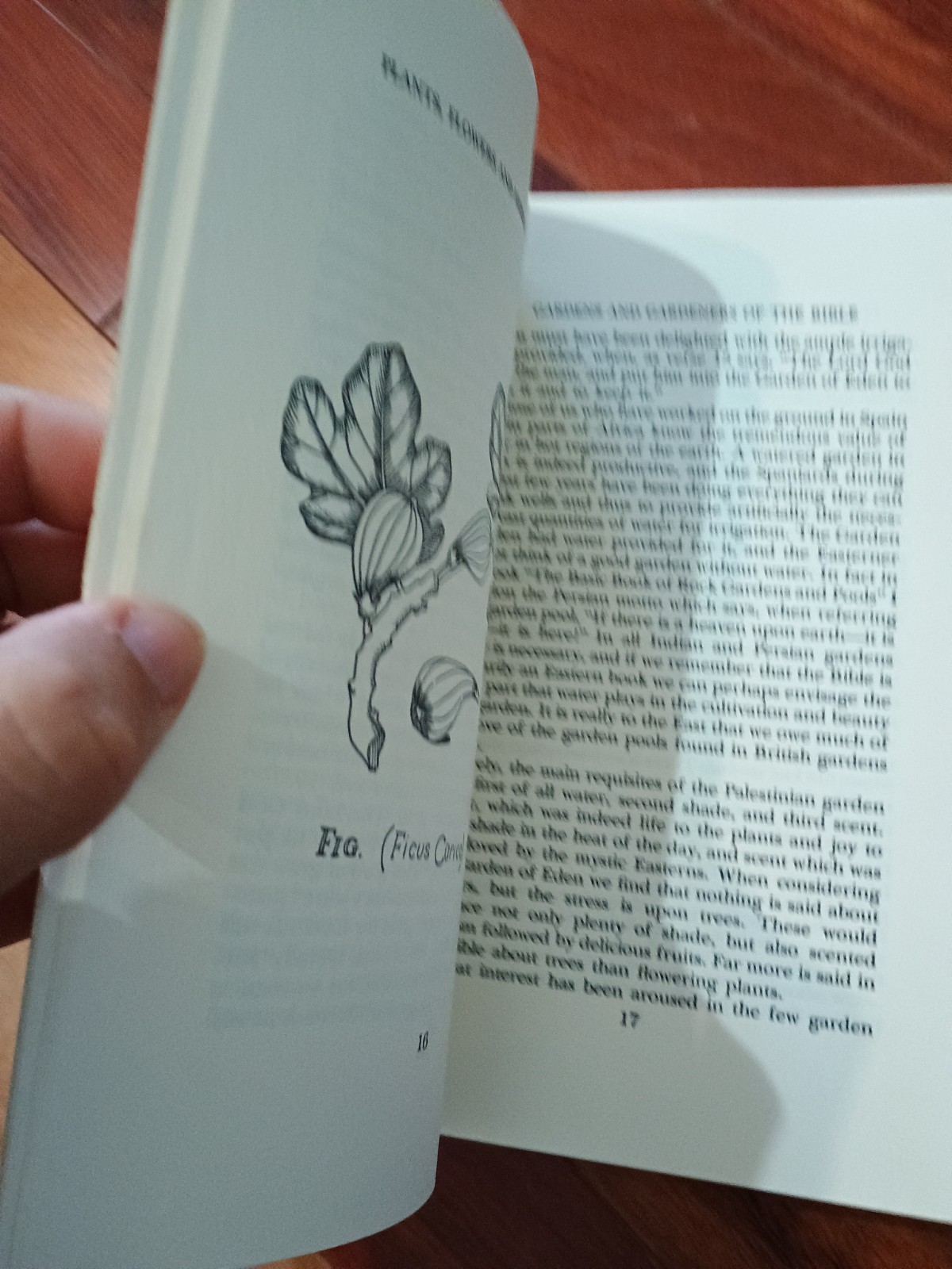 Plants, Flowers and Herbs of the Bible Paperback W. E. Shewell-Co