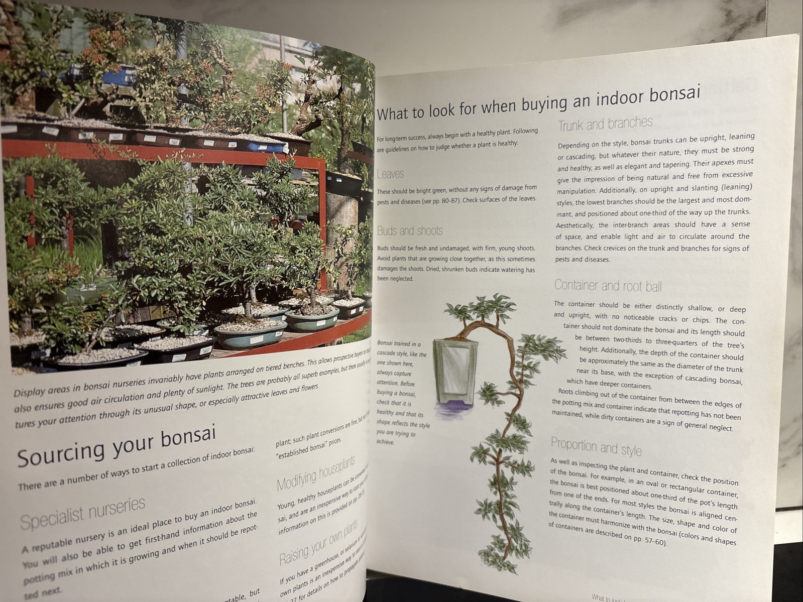 Successful Bonsai, By David Squire