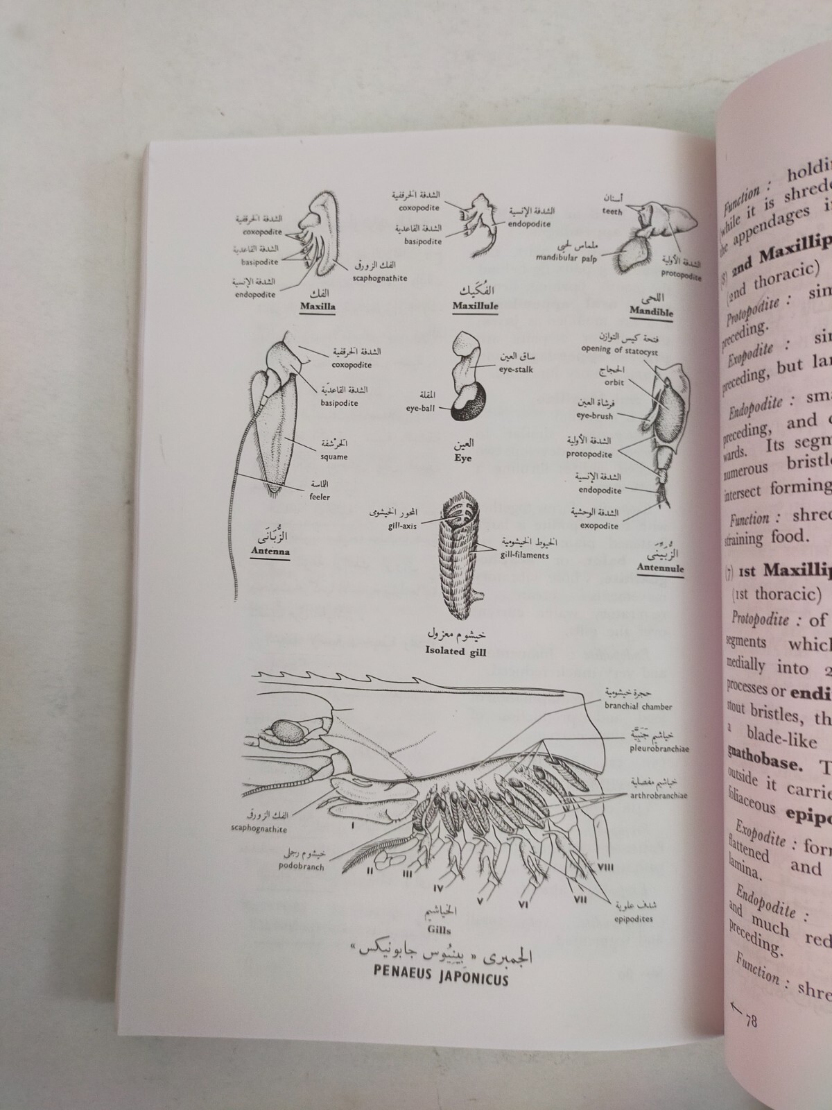 lot 3 Arabic & English Animal book كتاب بيولوجية الحيوان العلمية 3 اجزاء حيوانات