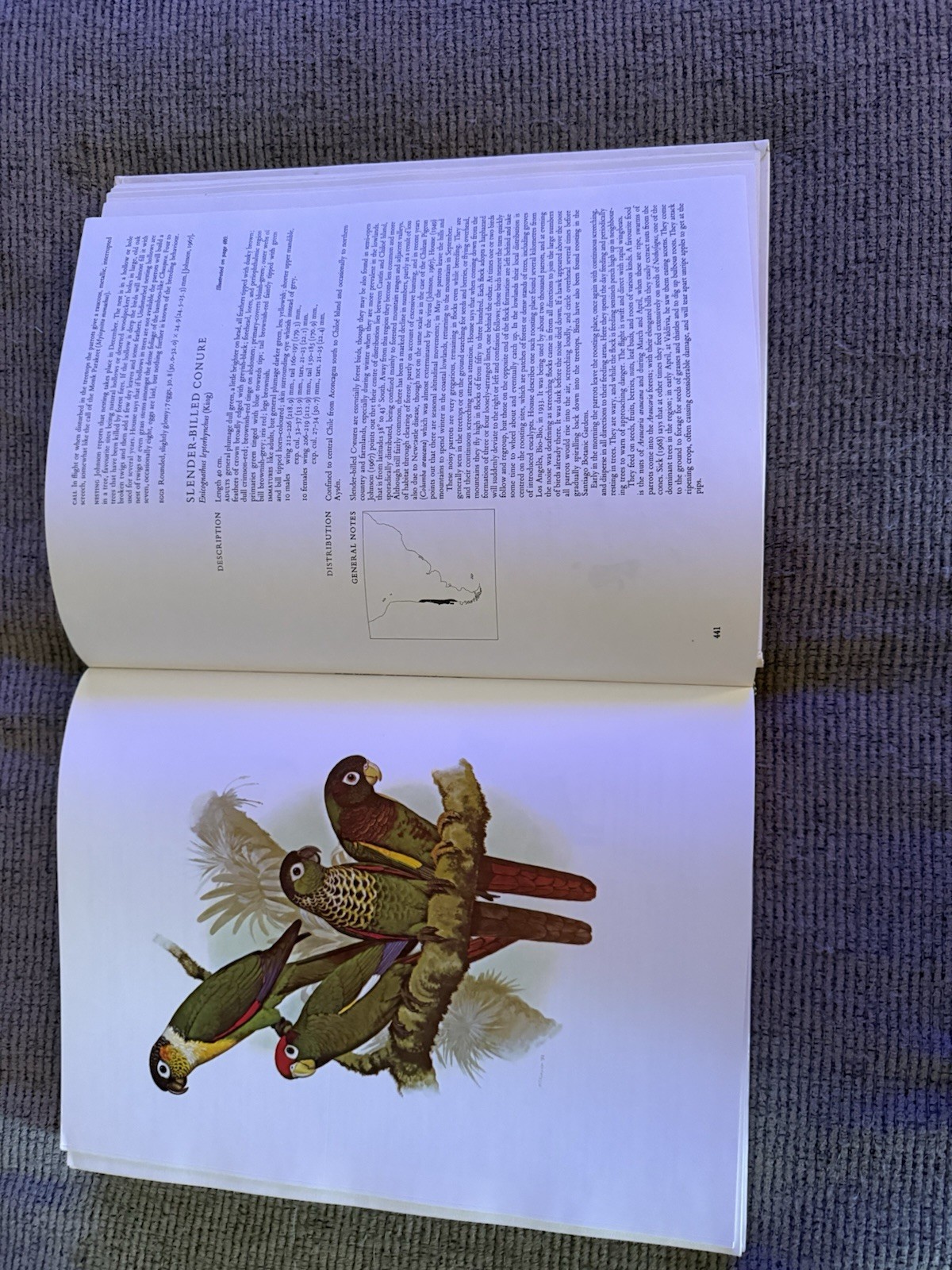 Parrots of The World By Joseph M Forshaw – Hardcover 1977 -Illustrated By Cooper