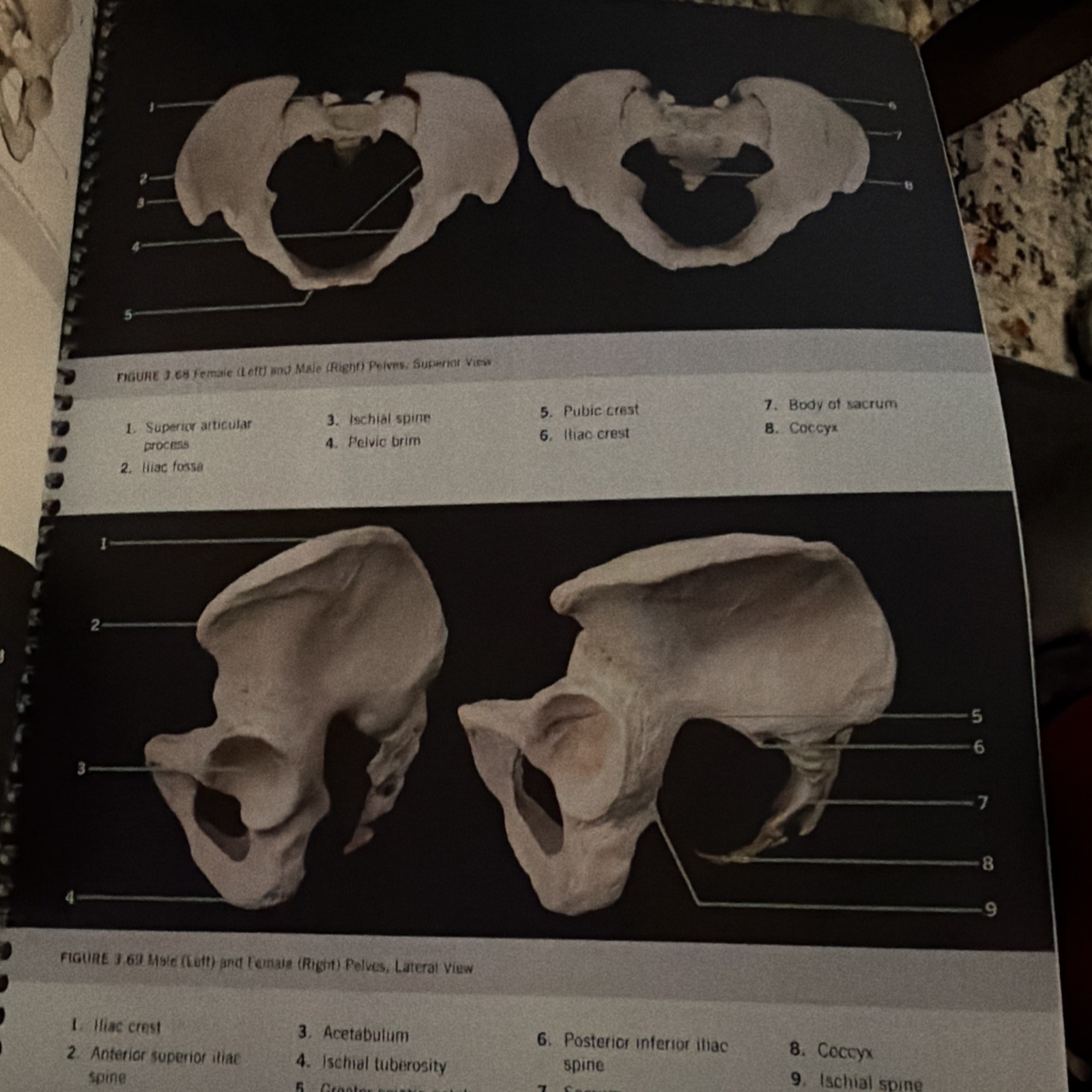 (SHRINK-WRAPPED. INSTRUCTOR’S COPY) PHOTOGRAPHIC ATLAS FOR ANATOMY & PHYSIOLOGY.